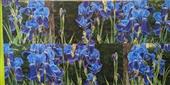 Capitol Hill Art League Call for Entry