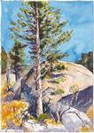 Elk Grove Fine Arts Center Call for Entry