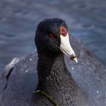 Friends of Heinz Wildlife Refuge at Tinicum Call for Entry