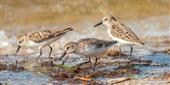 Friends of Forsythe NWR Call for Entry