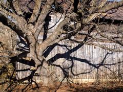 Tree Shadow