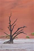 Pied crows in the trees of the Dead Vlei, Namibia