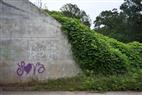 Love Kudzu, Berea, SC. 2018