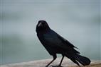 Boardwalk Crow