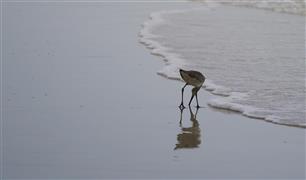 Sandpiper