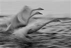 Whooper Swans Racing, Lake Kushiro, Hokkaido