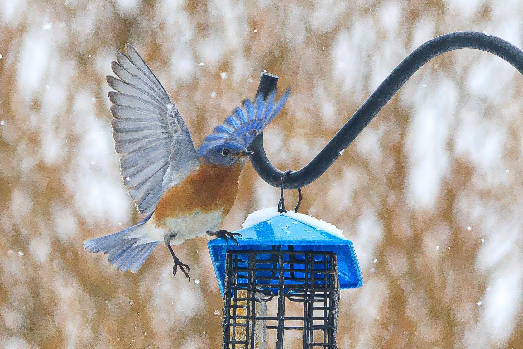 Balancing Bluebird - 