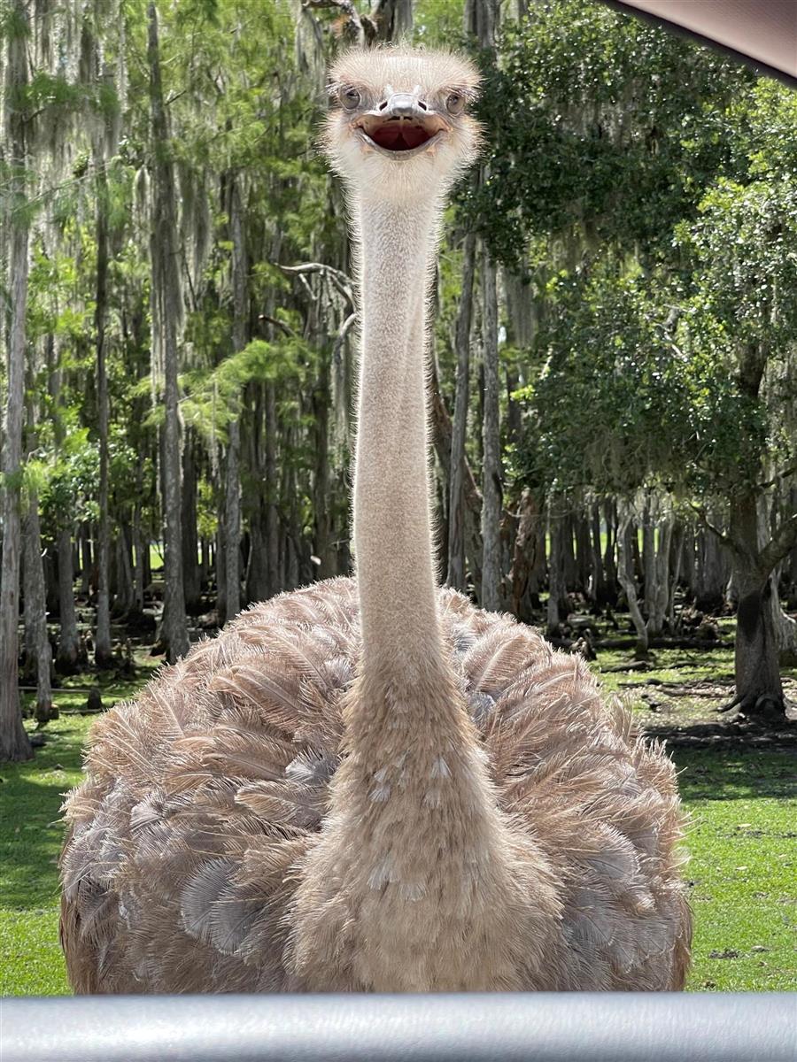 Curious Ostrich - Victoria Gallego, Pembroke, MA - 3rd Place Photography - PreK - Grade 6