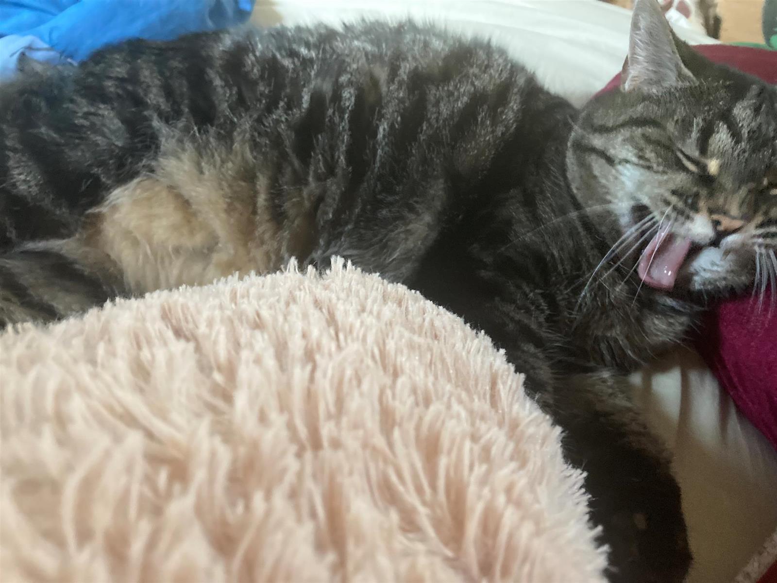 Big Yawn - Theo Young, Pembroke, MA - 